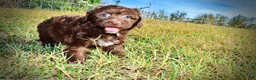 Havapoo dogs for sale: Precious - Ad 19