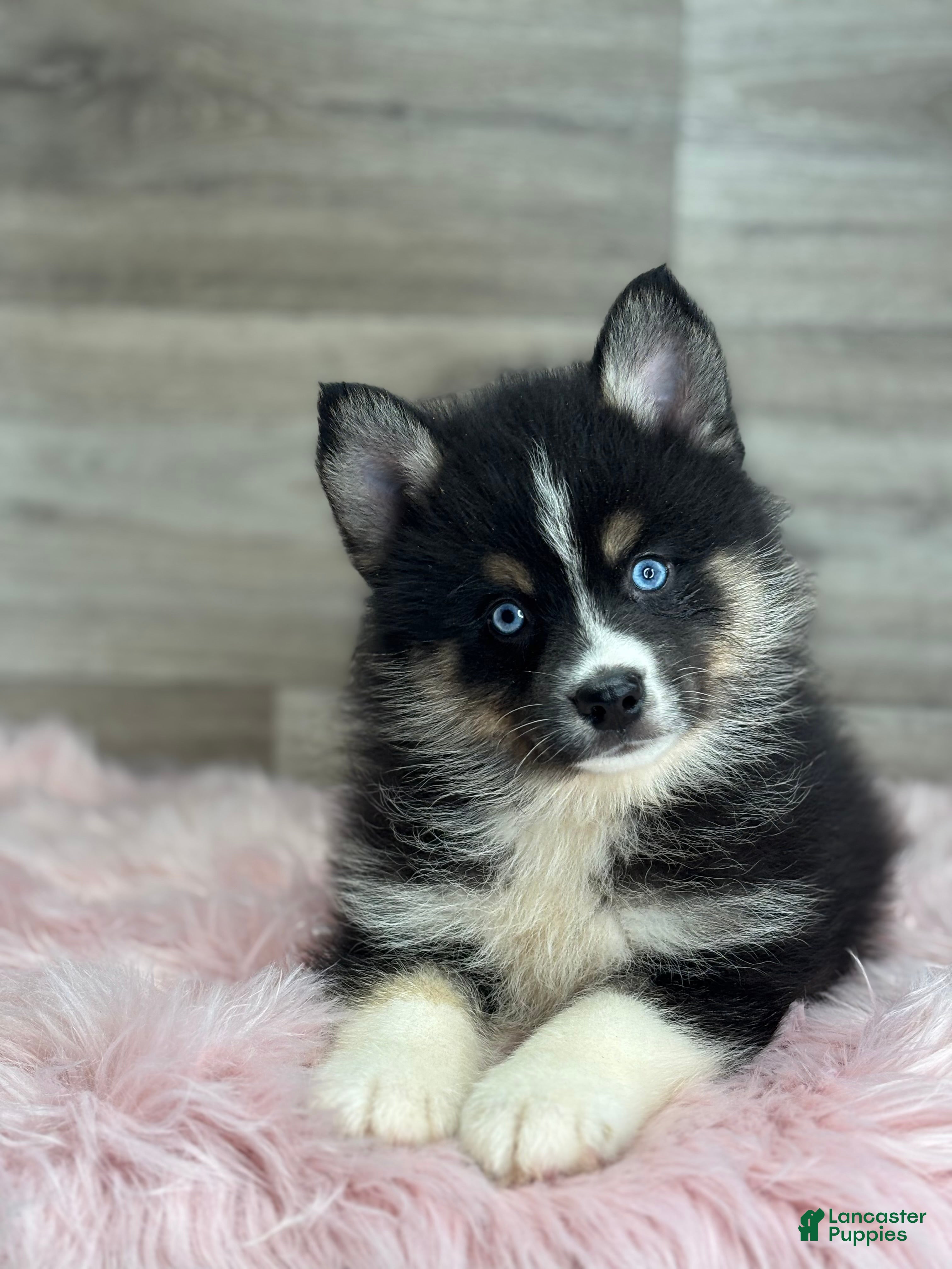 Pomsky dogs Silas - Ad 2