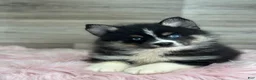 Pomsky dogs for sale: Silas - Ad 2