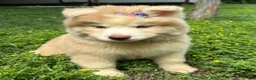 Siberian Husky dogs for sale: RAYA - Ad 18