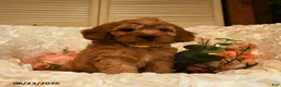 Mini Goldendoodle dogs for sale: Gunner - Ad 3