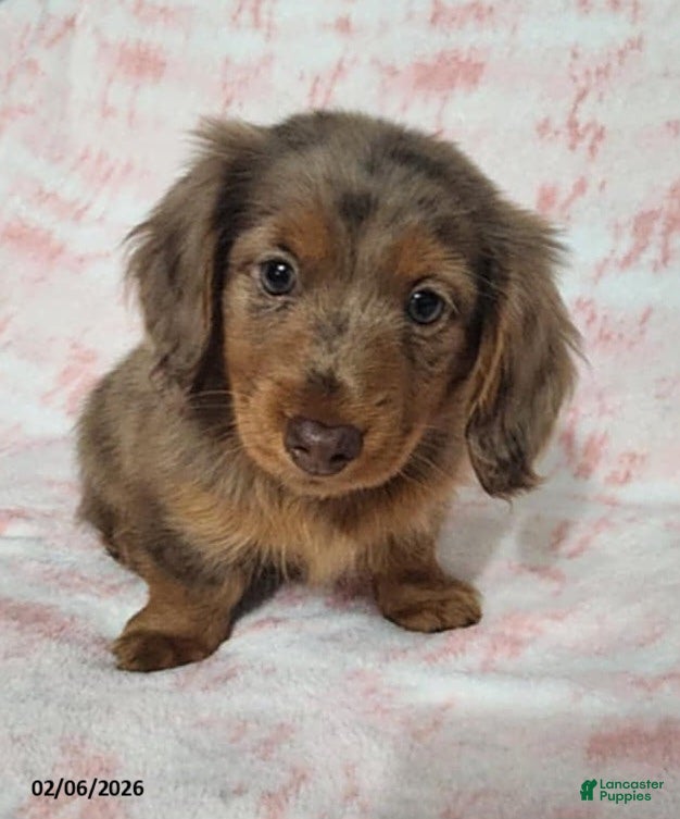 Miniature Dachshund dogs Kaylie - Ad 2