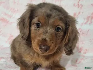 Miniature Dachshund dogs Kaylie - Ad 2