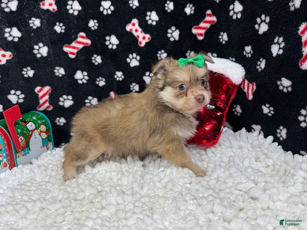 Pomeranian dogs for sale: Pomeranian Puppy 2 - Ad 3