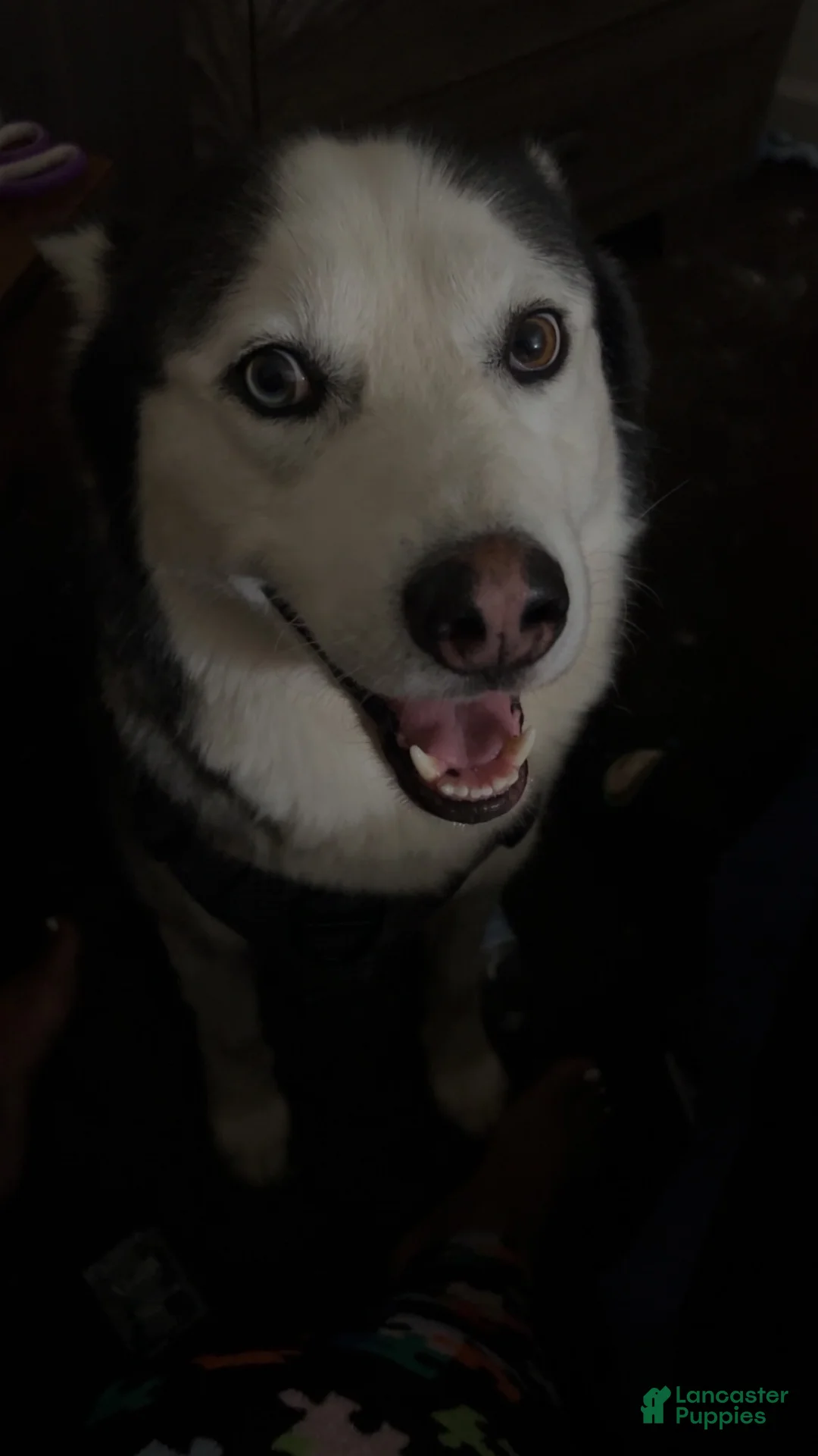 Siberian Husky dogs for sale: Siberian Husky 1 - Ad 2