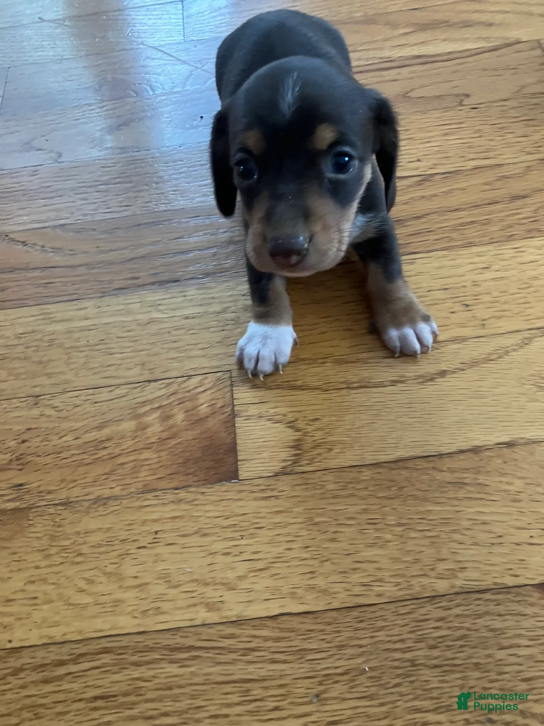 Miniature Dachshund dogs for sale: Akc Rhonda  - Ad 5