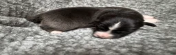 Australian Shepherd dogs for sale: Australian Shepherd 3 - Ad 4