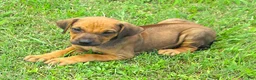 Rhodesian Ridgeback dogs for sale: Rhodesian Ridgeback 2 - Ad 3