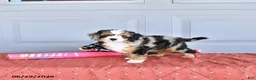 Mixed Breed dogs for sale: Munchkin  NoParti - Ad 3