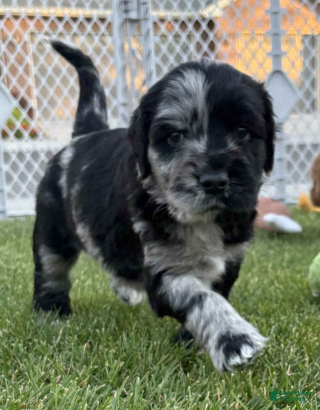 Goldendoodle dogs for sale: Ash - Ad 1