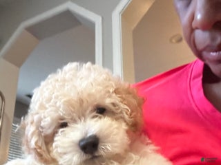 Maltipoo dogs - Ad 9