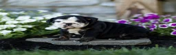 English Bulldog dogs for sale: Winnie English Bulldog  - Ad 4