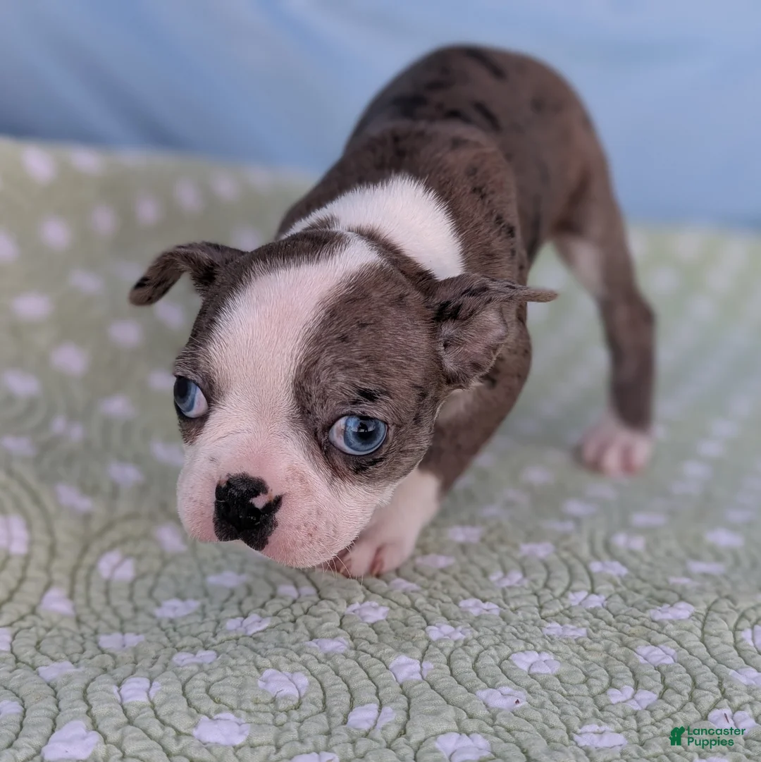 Boston Terrier dogs for sale: Mrs. Kringle - Ad 11