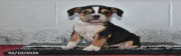 Beabull dogs for sale: Savannah - Ad 1