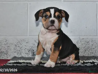 Beabull dogs Savannah - Ad 15