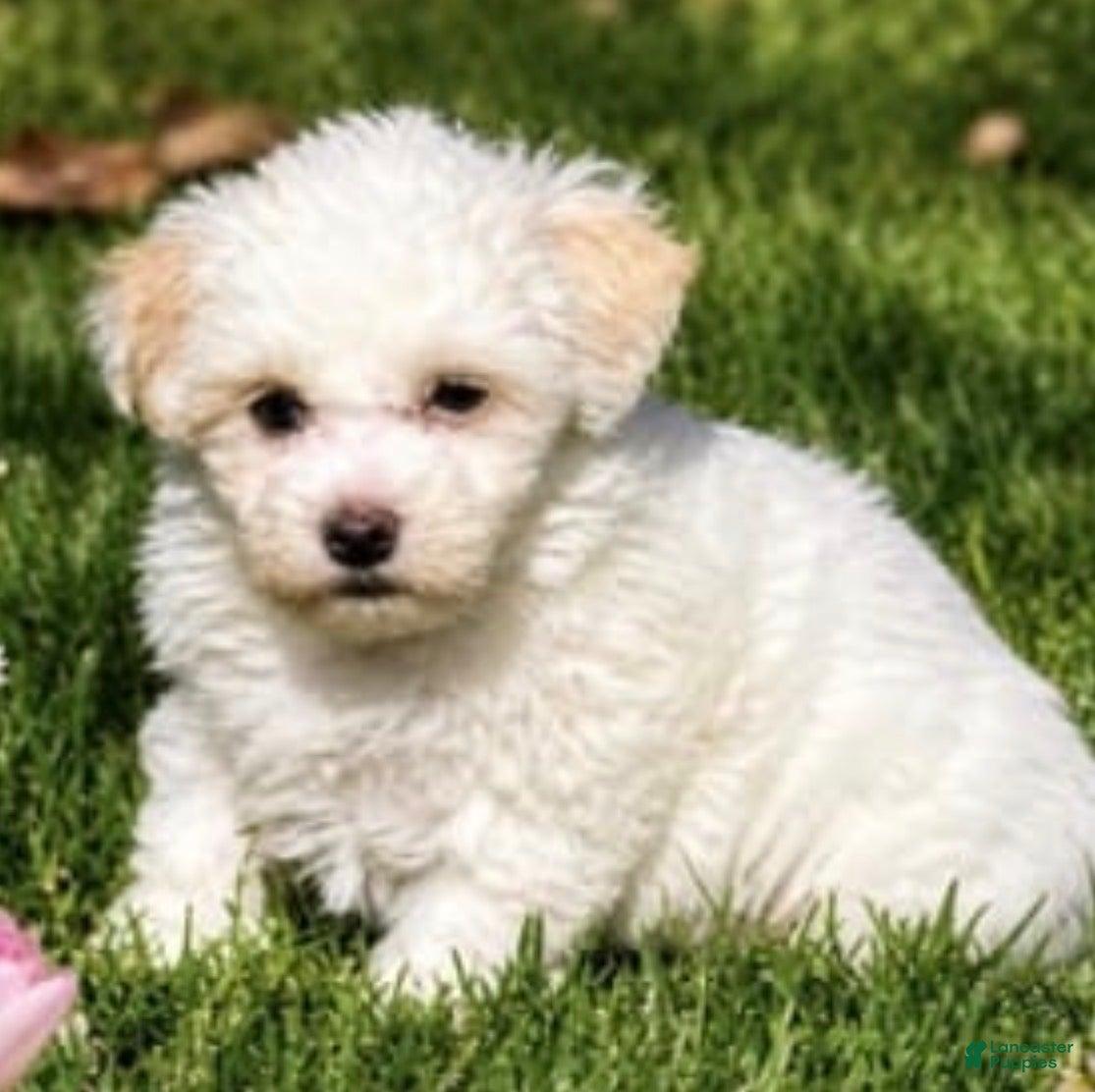 Maltipoo dogs Clay - Ad 3