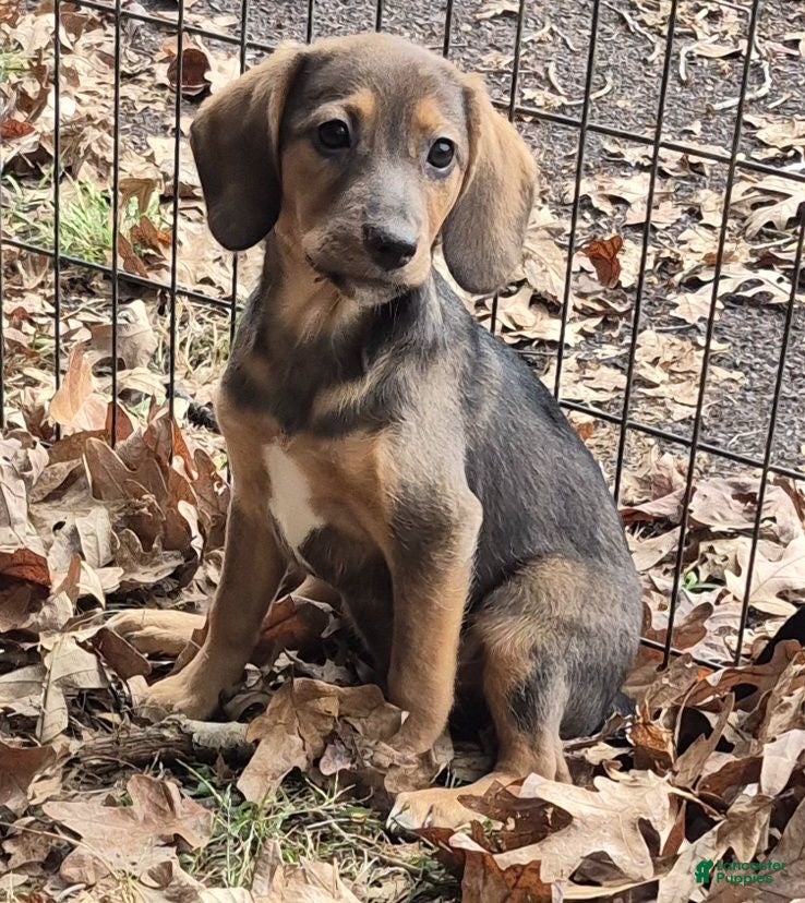 Mixed Breed dogs for sale: Skippy  - Ad 2