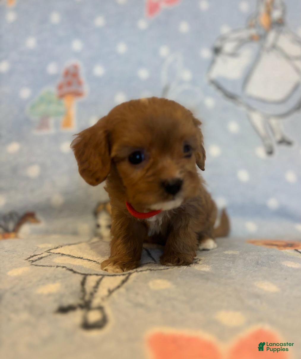 Cavapoo dogs Bill - Ad 25