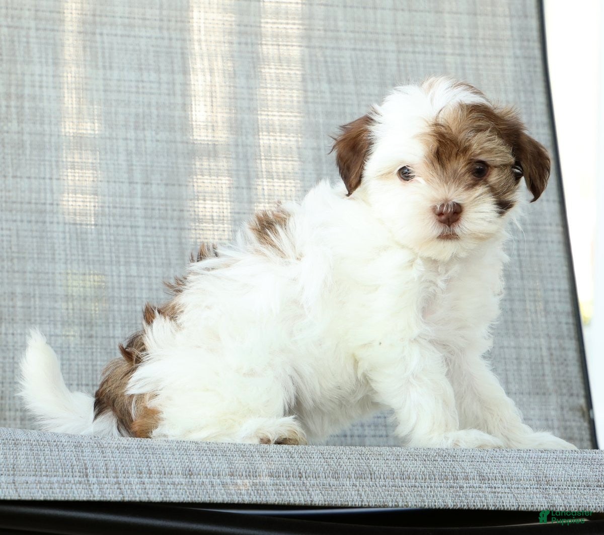Havanese dogs for sale: Lula - Ad 7