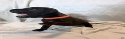 Cane Corso dogs for sale: Ketch AKC orange/teal collar - Ad 27