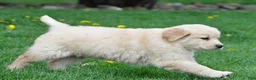 Golden Retriever dogs for sale: Cassandra - Ad 8