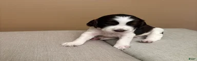 English Springer Spaniel 4