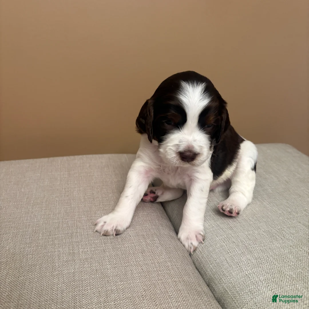 English Springer Spaniel dogs for sale: English Springer Spaniel 4 - Ad 1