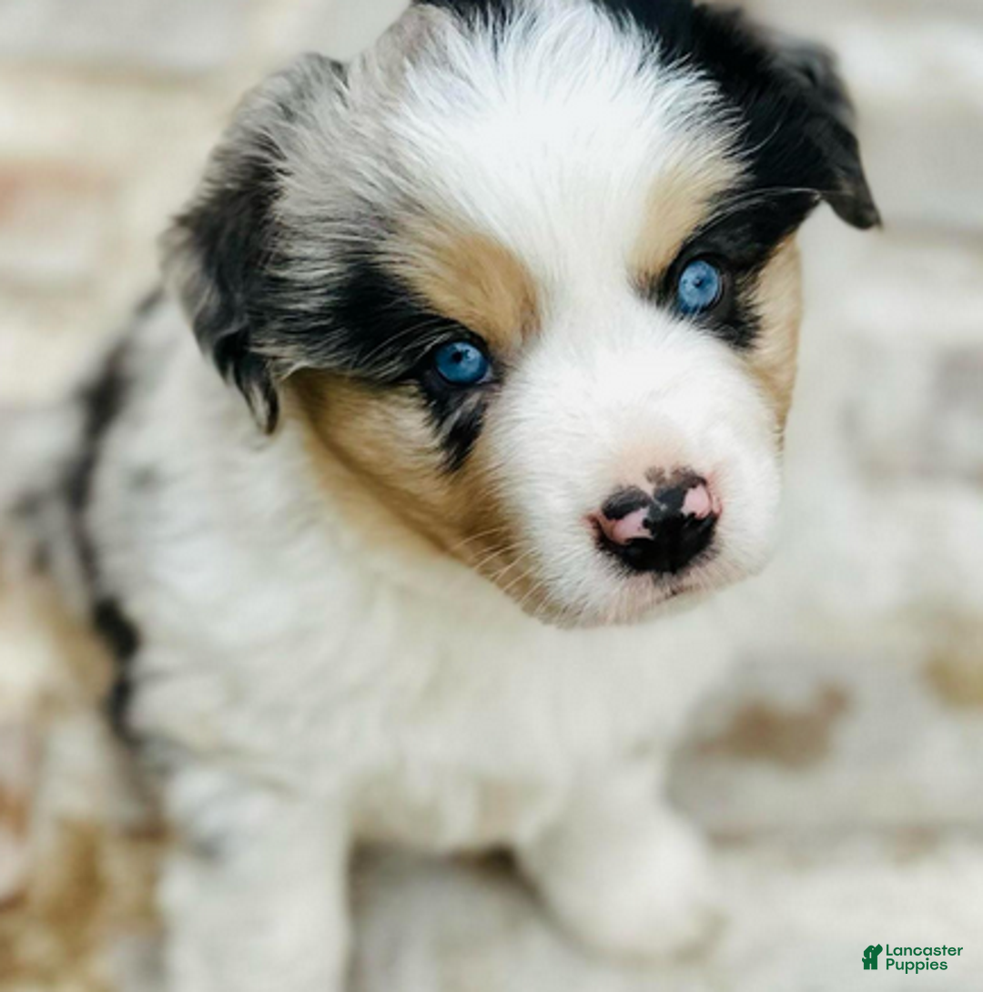 Miniature Australian Shepherd dogs for sale: Grant - Ad 3