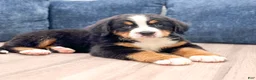 Bernese Mountain Dog dogs for sale: Idalia - Ad 3