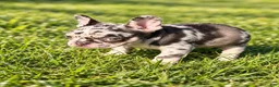 French Bulldog dogs for sale: Clarabelle - Ad 7