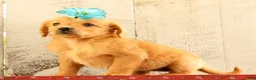 Golden Retriever dogs for sale: Natalie - Ad 4