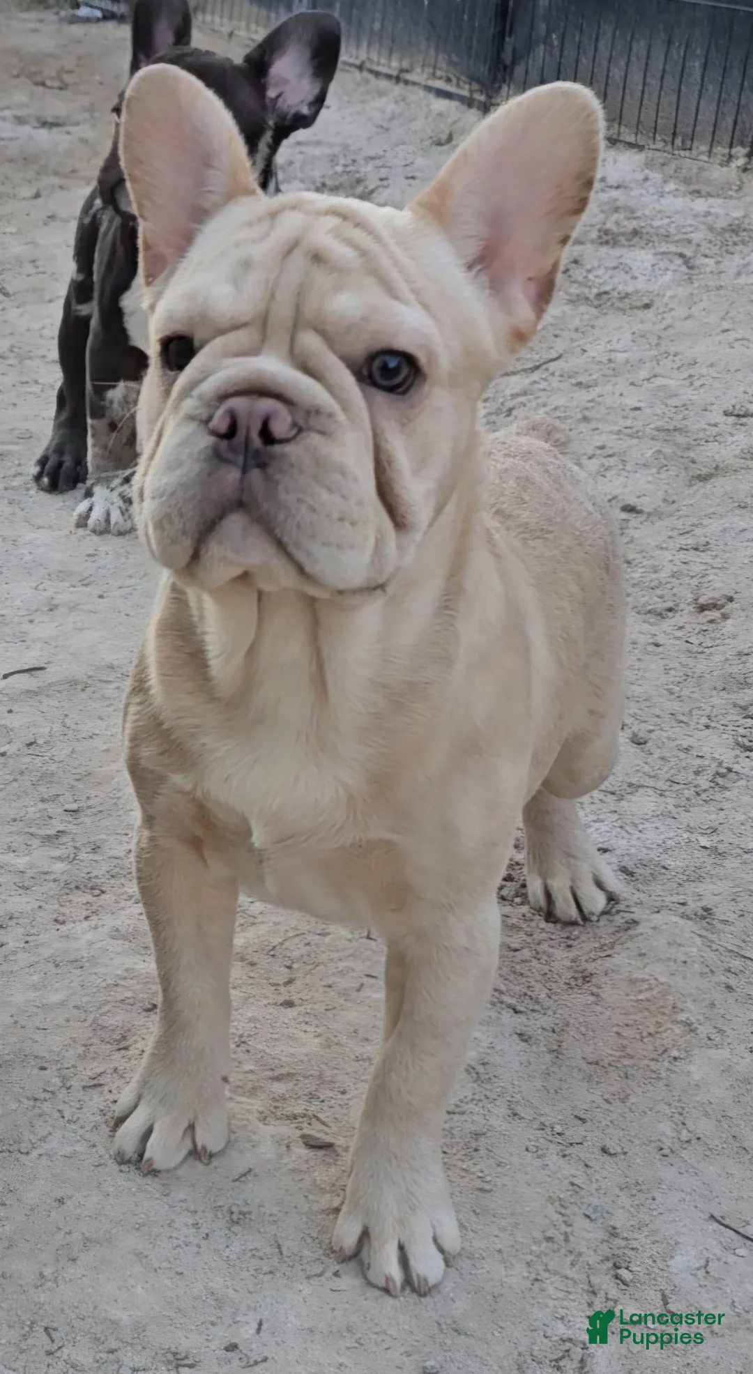 French Bulldog dogs for sale: French Bulldog Puppy 2 - Ad 8