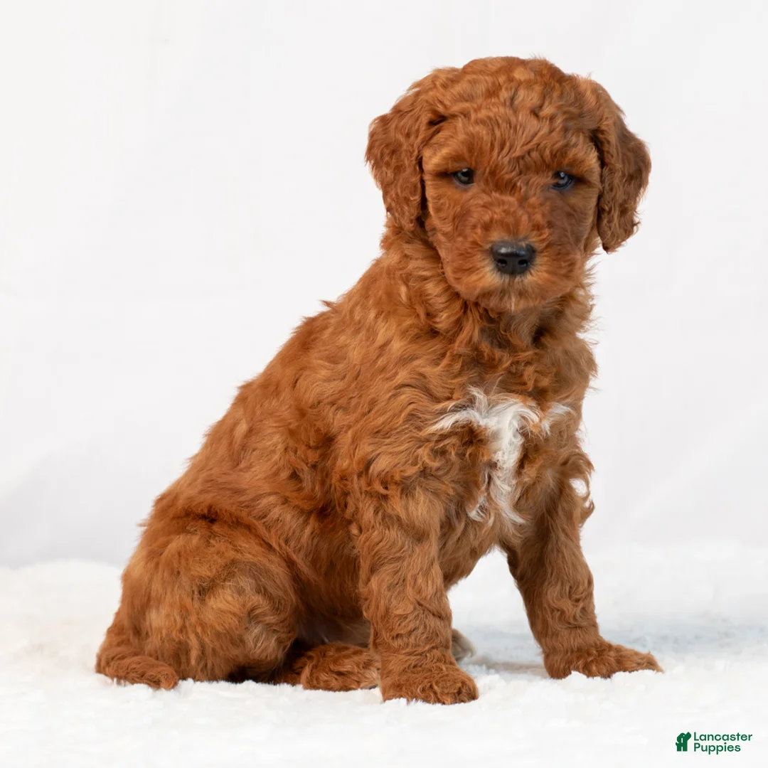 Mini Goldendoodle dogs for sale: Bonnie - Ad 2