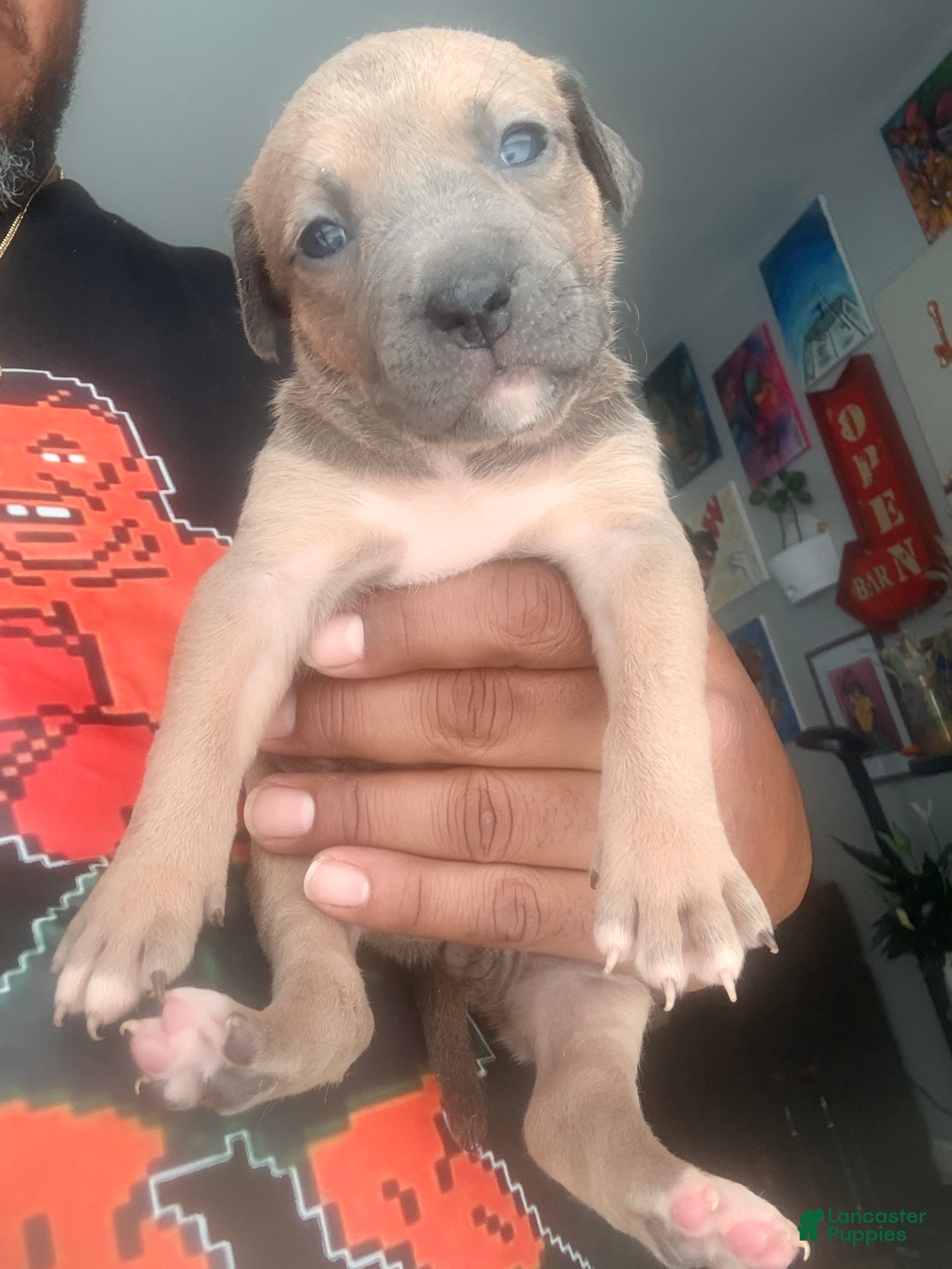 Mixed Breed dogs brownie - Ad 2