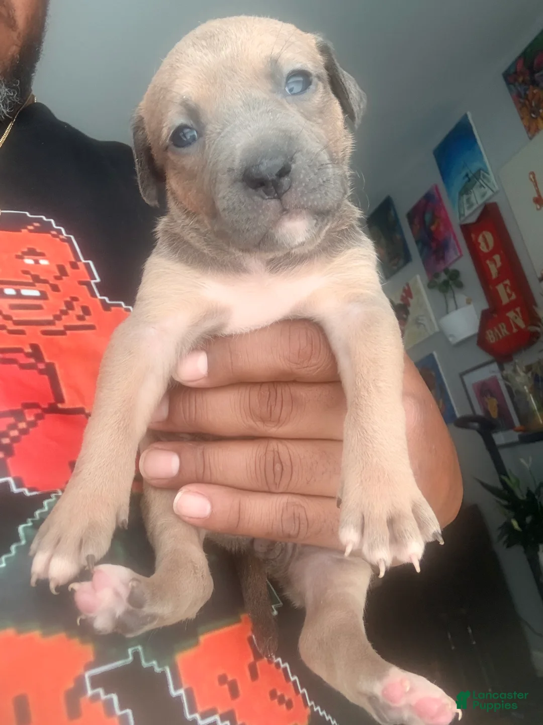 Mixed Breed dogs for sale: brownie - Ad 2