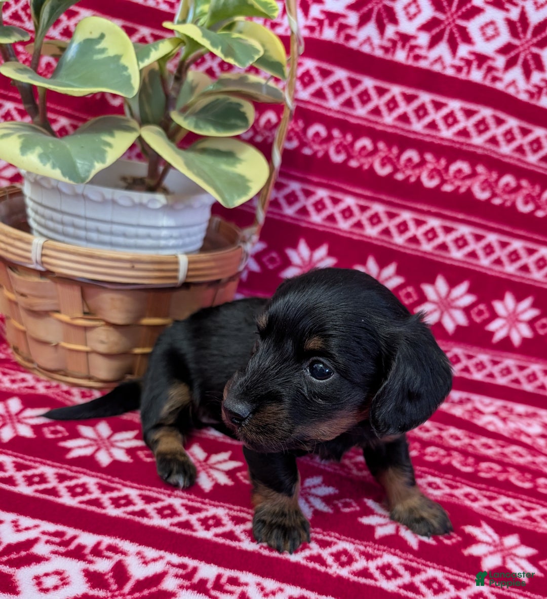 Miniature Dachshund dogs for sale: Abigail  - Ad 3