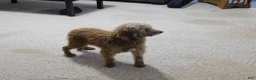 Mini Goldendoodle dogs for sale: Raven - Ad 13