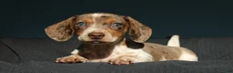 Miniature Dachshund dogs for sale: Sunny - Ad 6