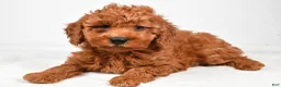 Miniature Poodle dogs for sale: Bentley - Ad 4