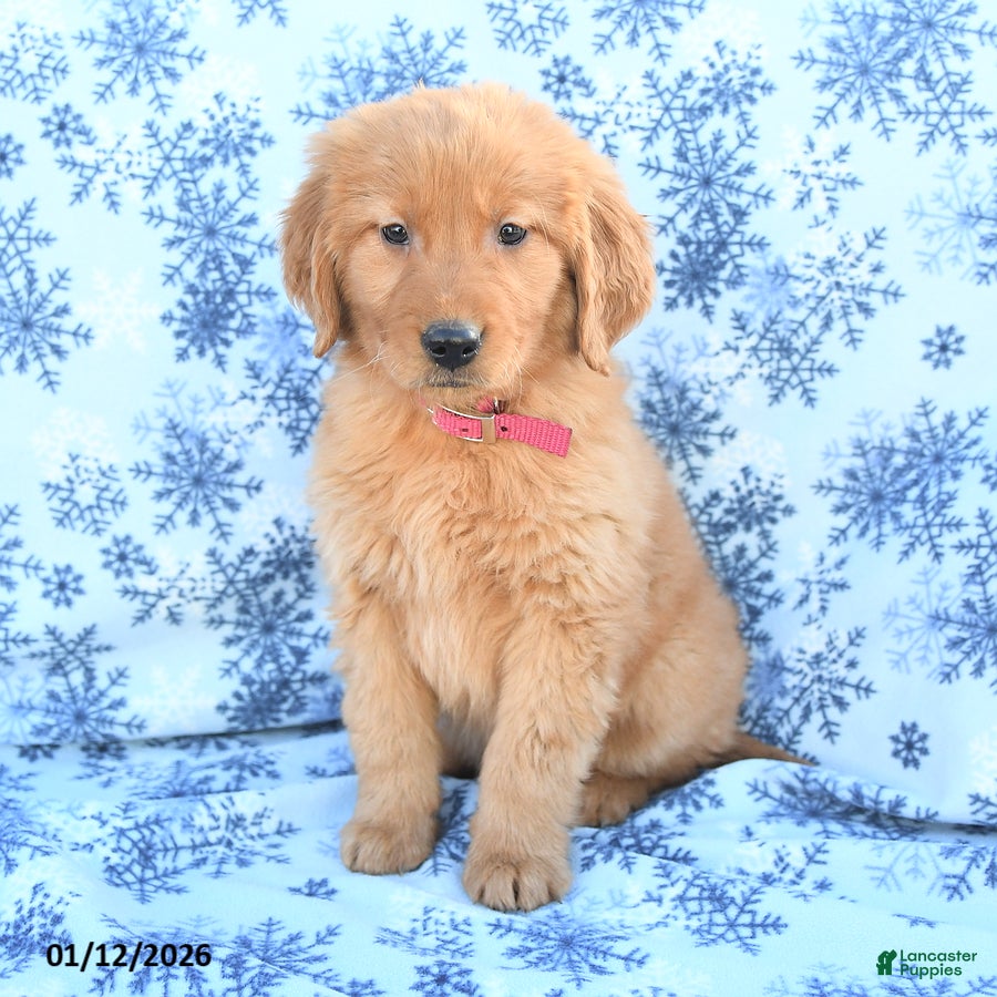 Golden Retriever dogs Lilac - Ad 37
