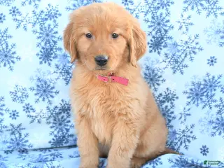 Golden Retriever dogs Lilac - Ad 1
