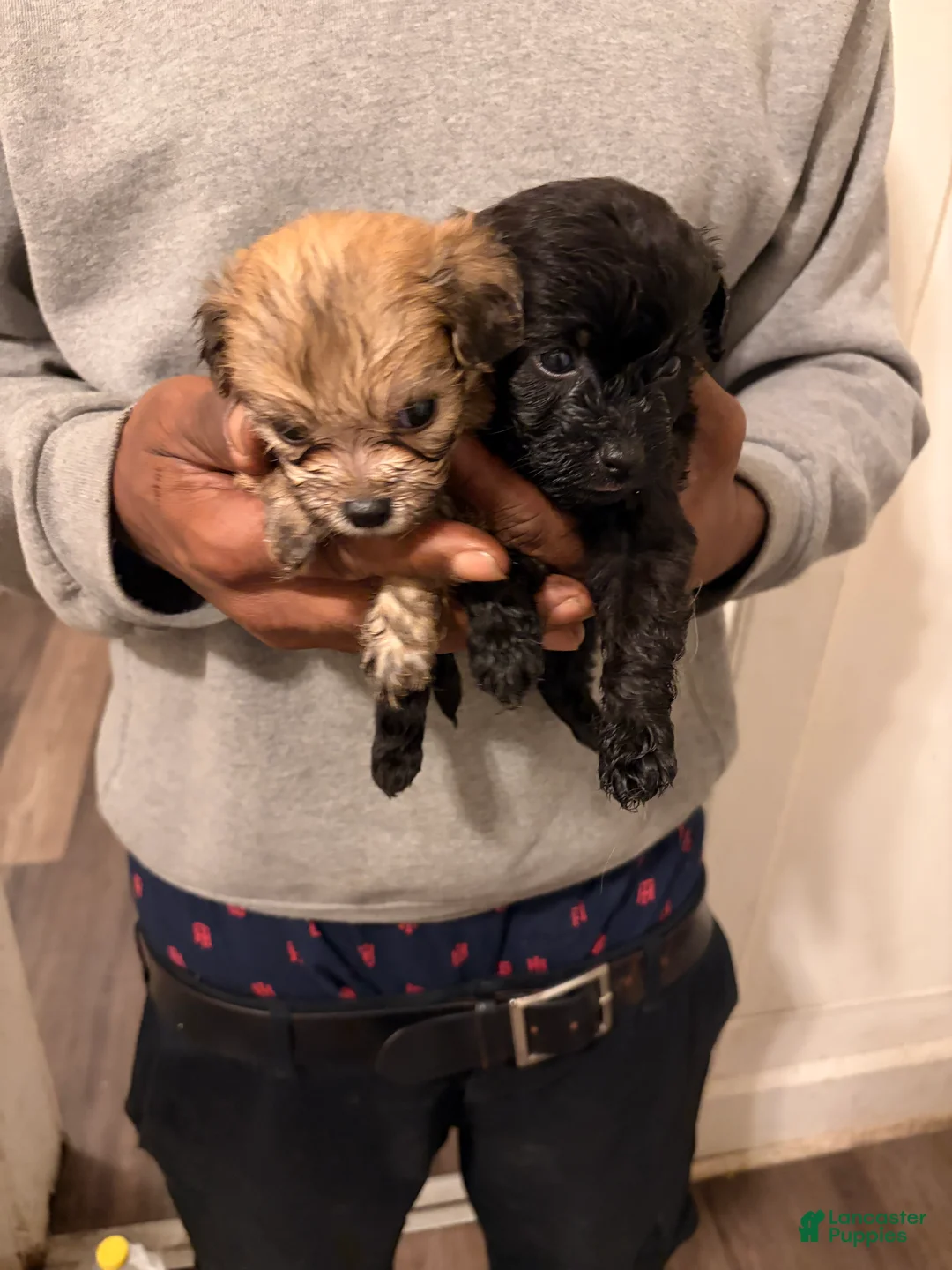 Shihpoo dogs for sale: Shihpoo 6 - Ad 1
