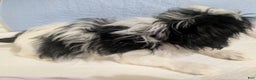 Shih Tzu dogs for sale: Freckles AKC Imperial  Shih Tzu  - Ad 2