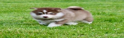 Pomsky dogs for sale: Daisy - Ad 3