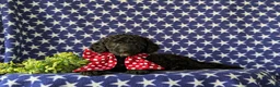 Cockapoo dogs for sale: Brandon Hypoallergenic - Ad 5