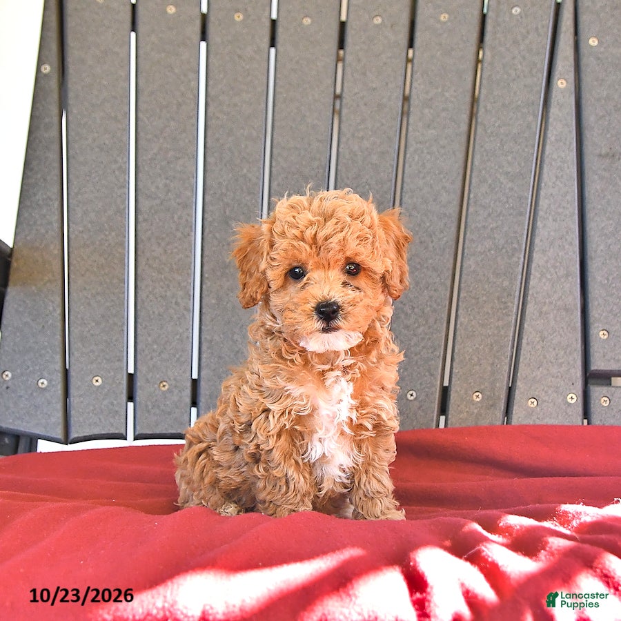 Miniature Poodle dogs for sale: Angel - Ad 1