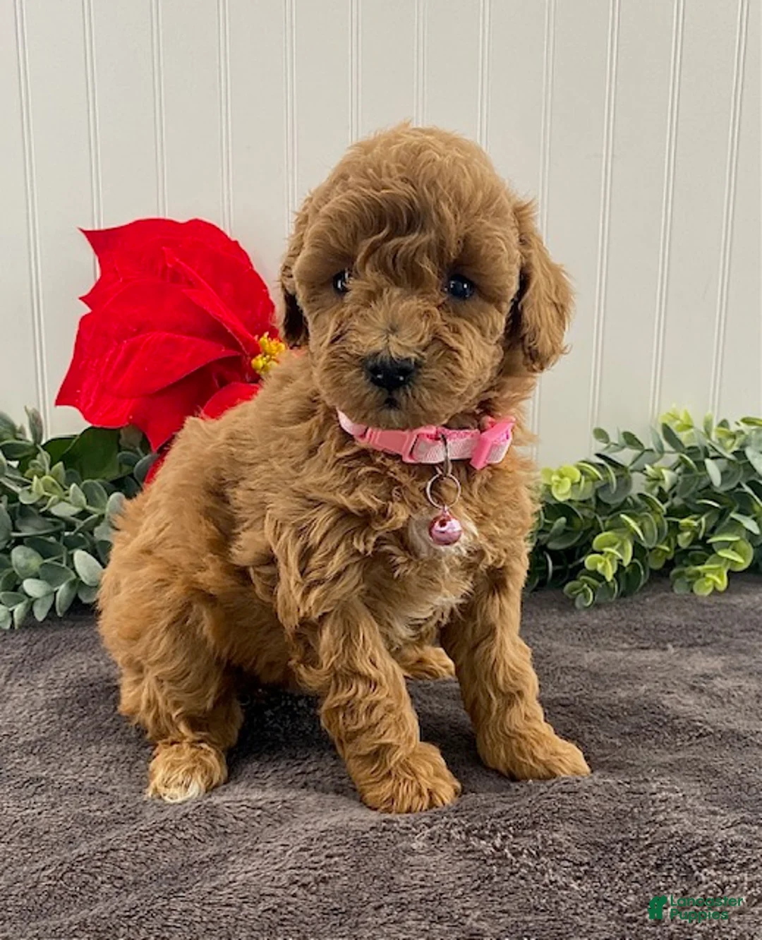 Miniature Poodle dogs for sale: Grace - Ad 1