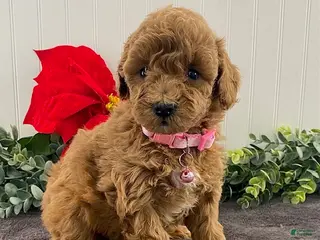 Miniature Poodle dogs Grace - Ad 30