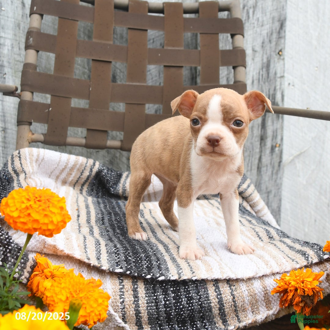 Boston Terrier dogs for sale: Chloe - Ad 2