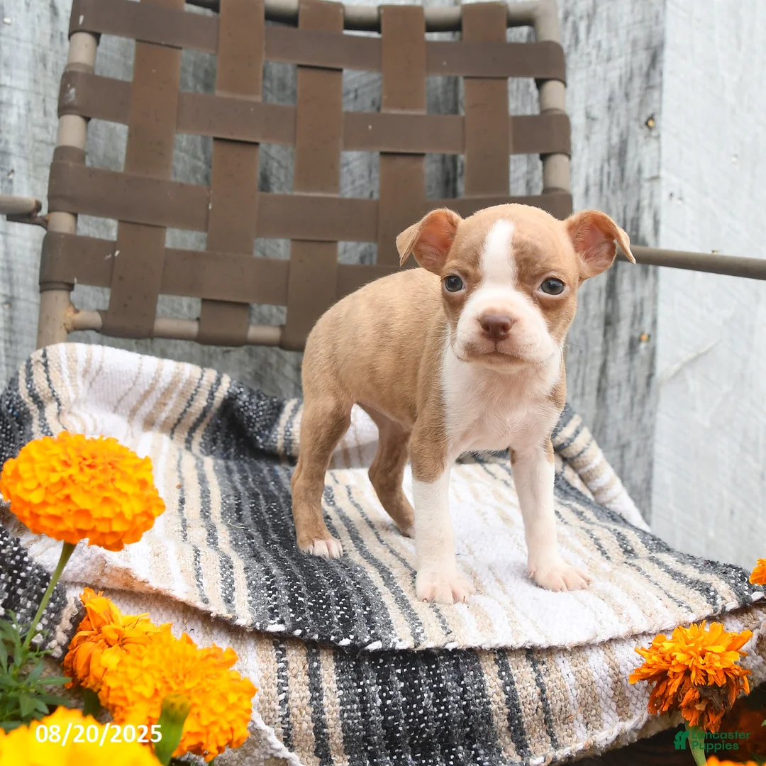 Boston Terrier dogs for sale: Chloe - Ad 2